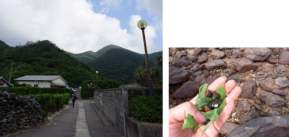 宇検村、宇検（右）/　岩場では自生する葉や貝が採れる（左）
