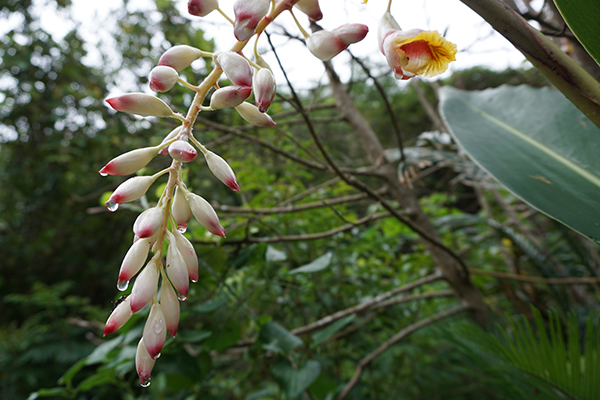 加計呂麻島・勢里　雨上がりの朝、咲くのを待つサネン花（月桃）